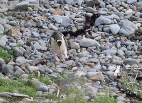 夕方近くになり、巣に戻ってくるペンギンさん