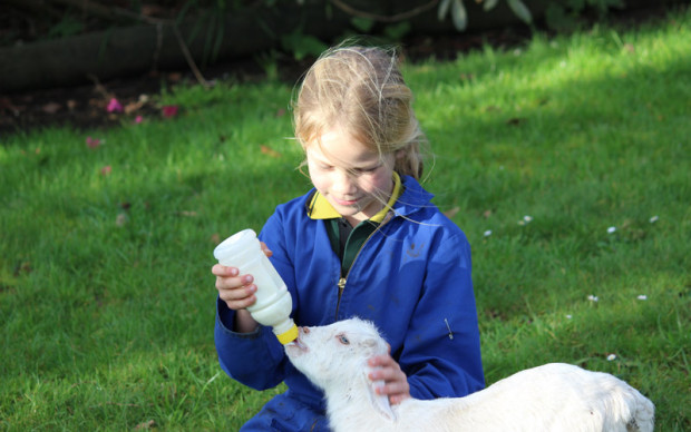 lamb-feeding