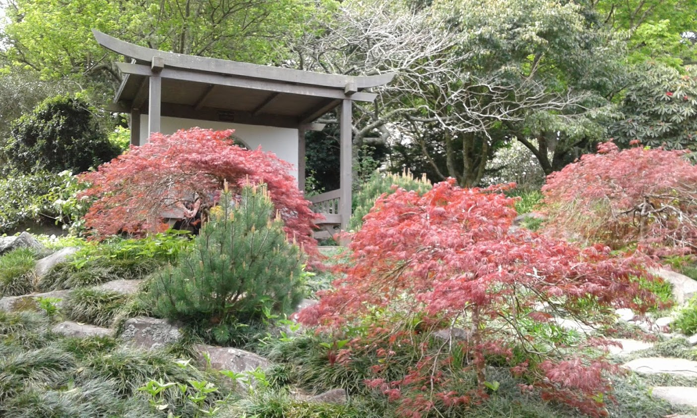 桜の園の隣にはアジアンガーデン。ニュージーランドにいることを忘れそうです。