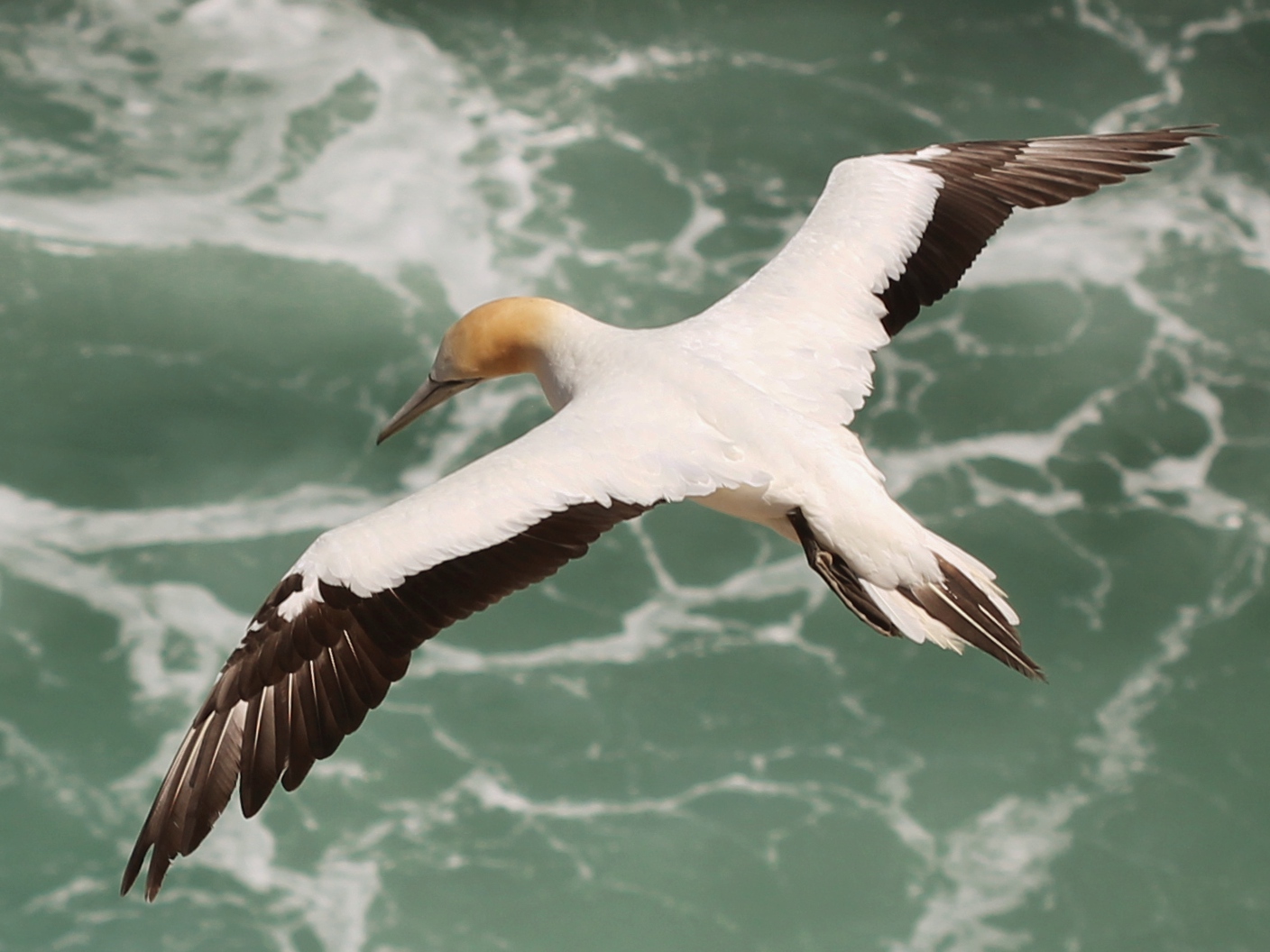Australasian_Gannet_(Morus_serrator)_in_flight,_from_above_(cropped)